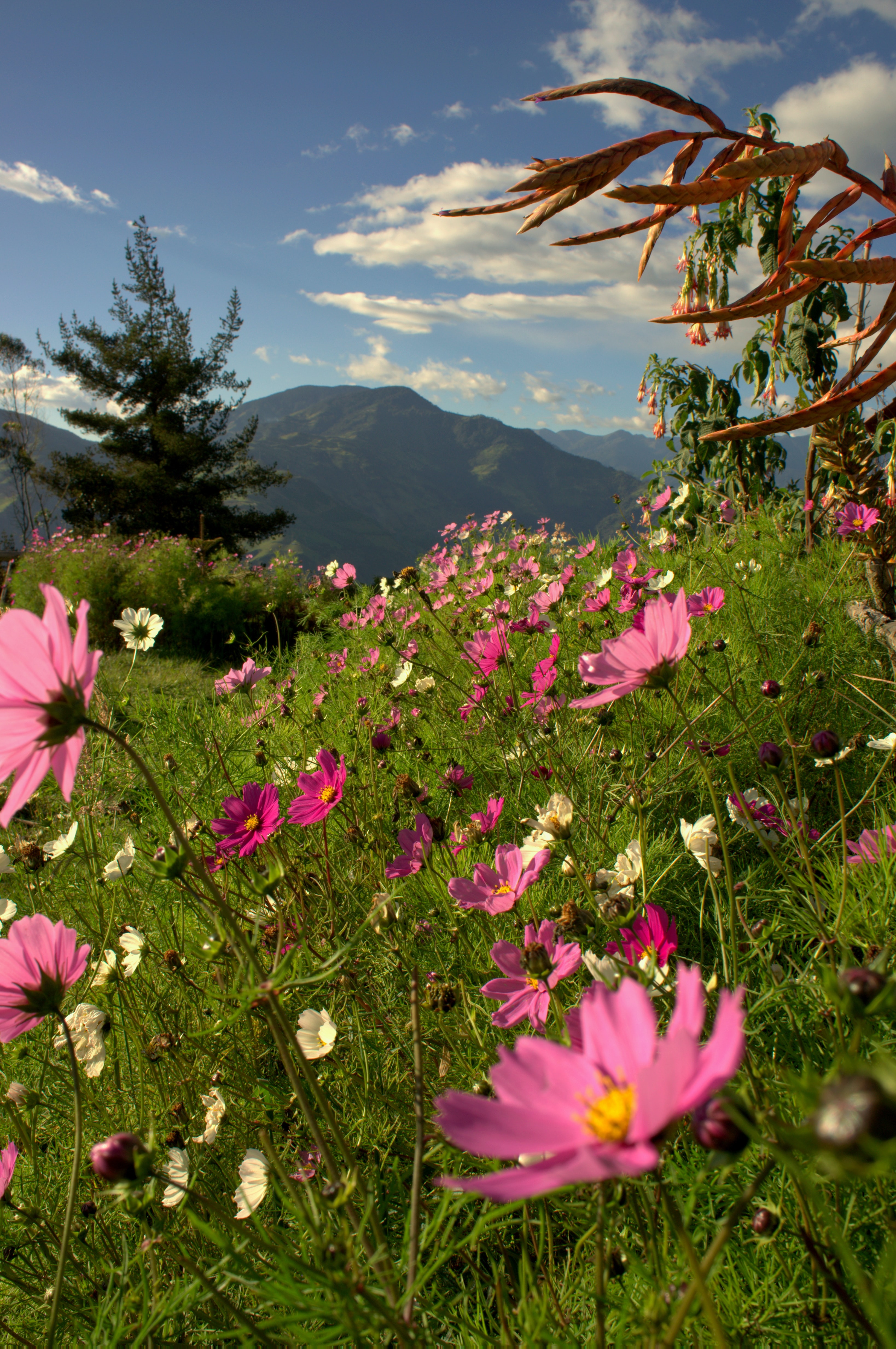 Fleurs sauvages